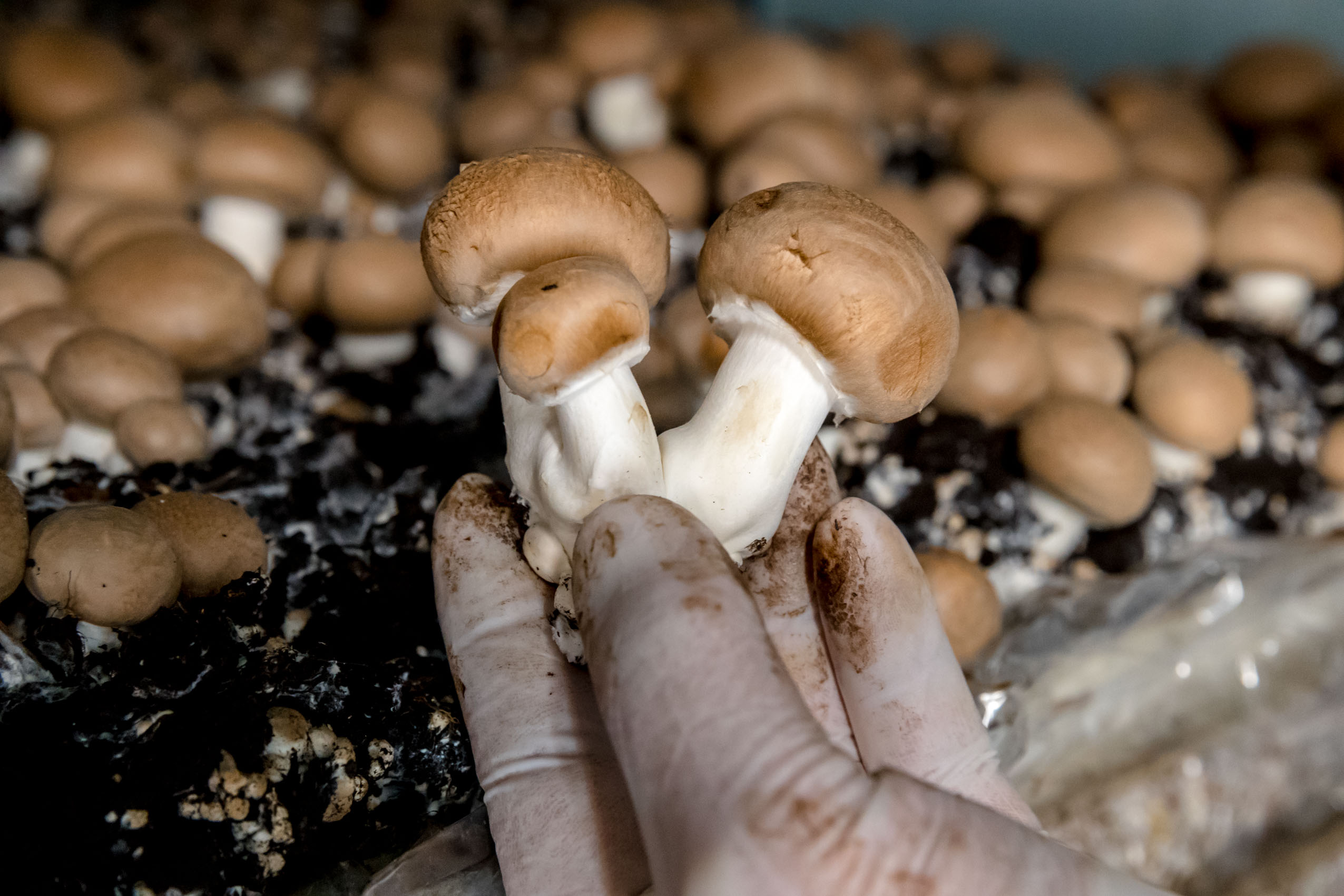 Bad Gottleuba (Sächsische Schweiz-Osterzgebirge, Sachsen), 13.10.2016, Champignonzucht Eichler, Am Tannenbusch 11 (privat: Augustusberg 1b), 01816 Bad Gottleuba-Berggießhübel
www.champignonzucht-eichler.de, 01522 6053371, 

im Foto: Champignons

Foto: Marko Förster
13.10.2016 © Marko Förster    
                                                             
WICHTIGE HINWEISE: Jeder Abdruck ist honorar- und umsatzsteuerpflichtig (7 % Ust.)! Die Weitergabe des Bildmaterials an Dritte ist verboten!