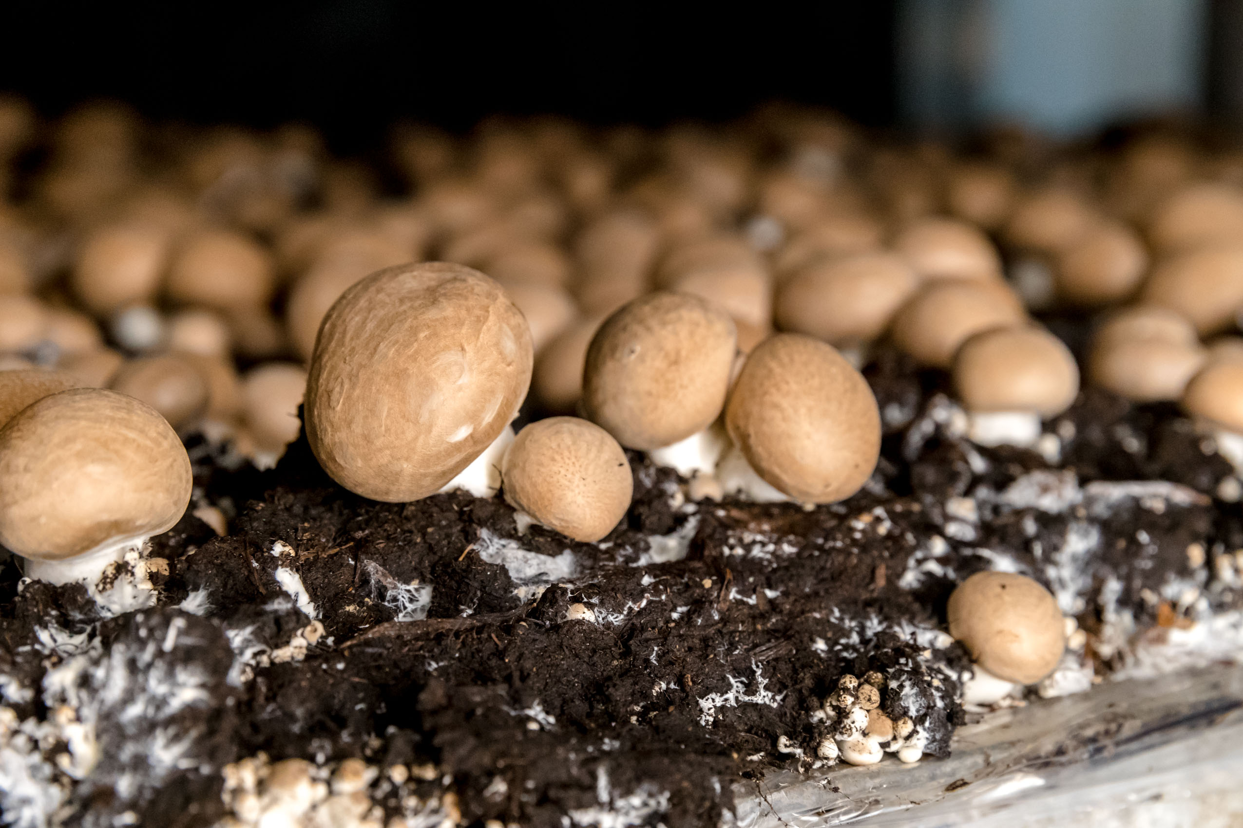 Bad Gottleuba (Sächsische Schweiz-Osterzgebirge, Sachsen), 13.10.2016, Champignonzucht Eichler, Am Tannenbusch 11 (privat: Augustusberg 1b), 01816 Bad Gottleuba-Berggießhübel
www.champignonzucht-eichler.de, 01522 6053371, 

im Foto: Champignons

Foto: Marko Förster
13.10.2016 © Marko Förster    
                                                             
WICHTIGE HINWEISE: Jeder Abdruck ist honorar- und umsatzsteuerpflichtig (7 % Ust.)! Die Weitergabe des Bildmaterials an Dritte ist verboten!